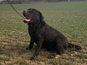 ICE K ADOPCI - hnědý x-labrador, akční parťák - 4