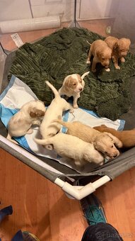 Goldendoodle - 4