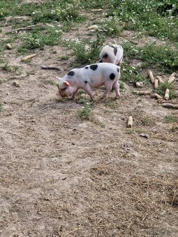 Prase kune kune - 4