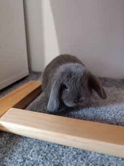 Nabízím miminka minilopů - 4