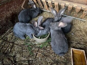 PRODÁM BELGICKÉ OBRY MODRÉ, ČERNÉ + 75 % KŘÍŽENCE OBRŮ - 4