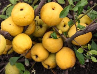 KDOULE POMERANČOVA - Kdoulovec Nivalis - 4