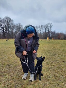 Německý ovćák s PP, fena - 4