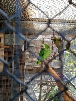 Amazoňan modročelý - 4