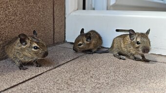 Prodám mláďata osmáků degu - 4