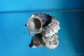 Angaria delphinus - 4