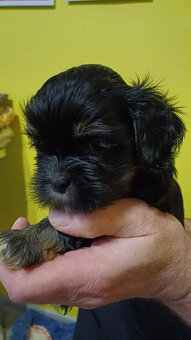 Prodám Lhasa Apso s PP - 4