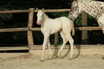 Appaloosa red few spot filly Cherry - 4