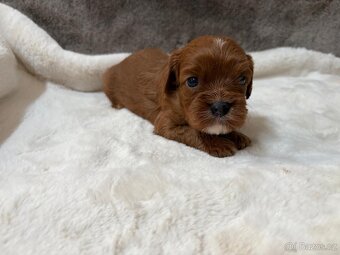 Cavapoo - 4