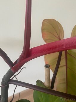 Pokojová rostlina Philadedron red - 4