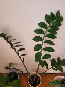 pokojové rostliny - 4