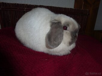 Minilop - samička - 4