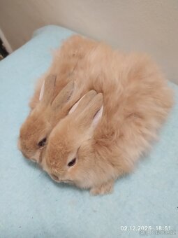 Zakrslí králíčci - 4