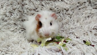 Morče, Morčata, Morčátko, Morčátka - DARWIN A MERLIN - 4