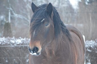 Prodám norického valacha - 4
