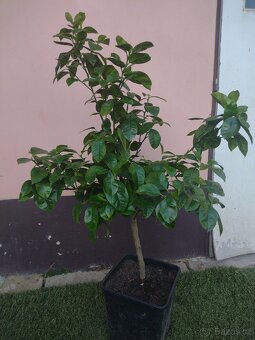 Pomerančovník Arcobal - 4