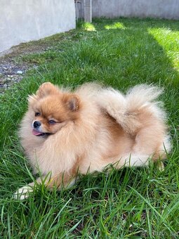 Pomeranian Boo - 4