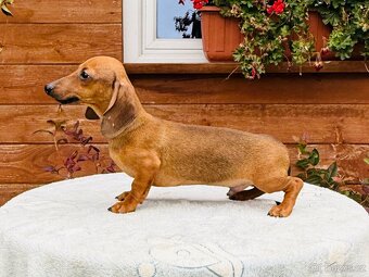 Jezevčík hladkosrstí trpasličí králičí s pp - 4