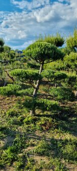 Tvarované borovice přímo od pěstitele. Velké bonsaje - 4