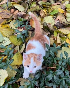 Daruji koťátka - 4