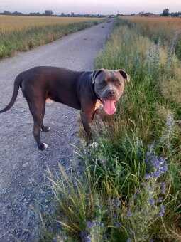 American Bully XL-krytí - 4