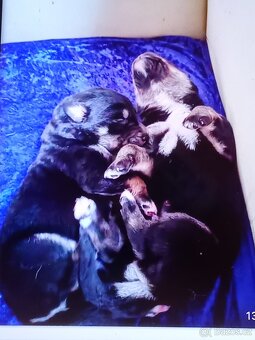 Štěňata husky křížení labrador - 4