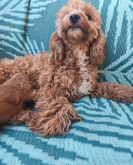 Cavapoo - 4