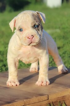 American Bully XL 🐾 - 4