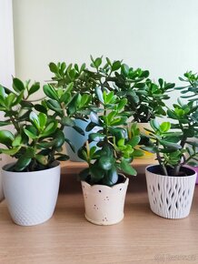 Pokojové rostliny Tlustice ( Crassula ovata) - 4