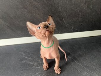 Sphynx - 4