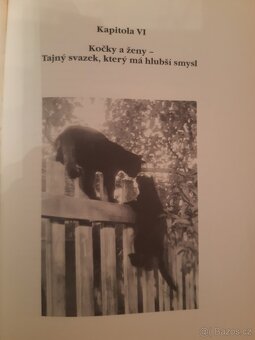 Magie koček - 4