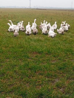 Svatomartinské husy - 4