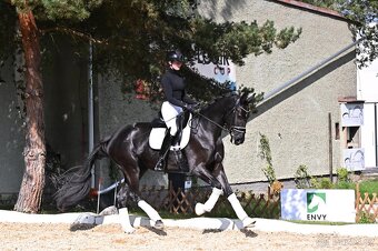 Drezurní klisna po fenomenálním hřebci Secret - 4