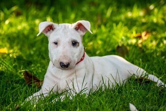 Anglický bulterier, Bullterier,  bulterier, s PP - 4