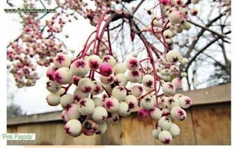 Koupím Jeřabinu stromek/sazenici - 4