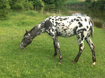 Appaloosa - klisna černý leopard - 4