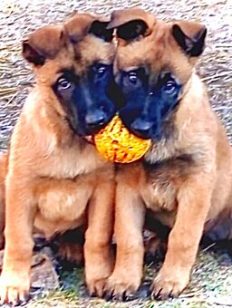BELGICKÝ OVČÁK MALINOIS - 4