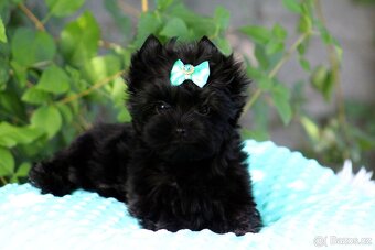 yorkshire terrier black s PP - 4