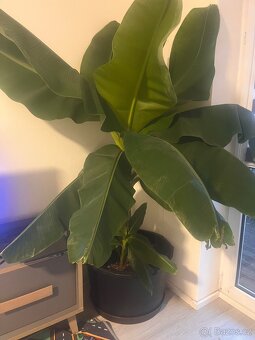 Velký bananovnik - 4