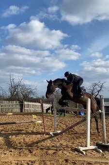 Zdravá sportovní Klisna 14 let - 4