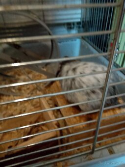 Osmáci degu(2 kluci) - 4