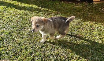 Atraktivní štěňata - 4