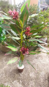 Prodám umělé 2ks květiny na dekoraci a přidám malou květinu - 4