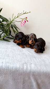 Jezevčík hladkosrstý trpasličí bez PP - 4