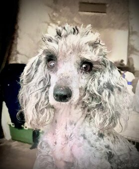 Maltipoo - 4