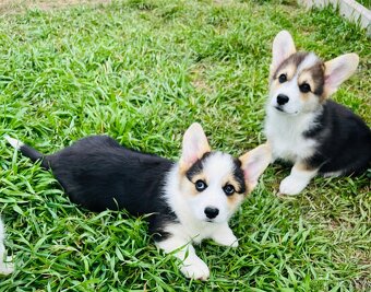 Welsh corgi pembroke s PP (FCI) - 4