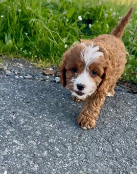 Cavapoo s registraci - 4