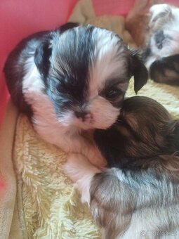 Shih tzu bez PP - 4