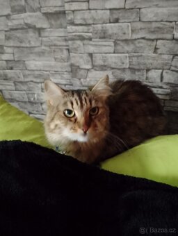 Kříženec Mainské mývalí - 4