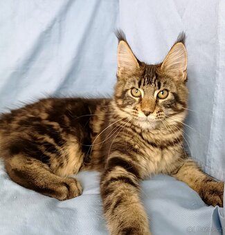 Mainská mývalí- kočička s PP - 4